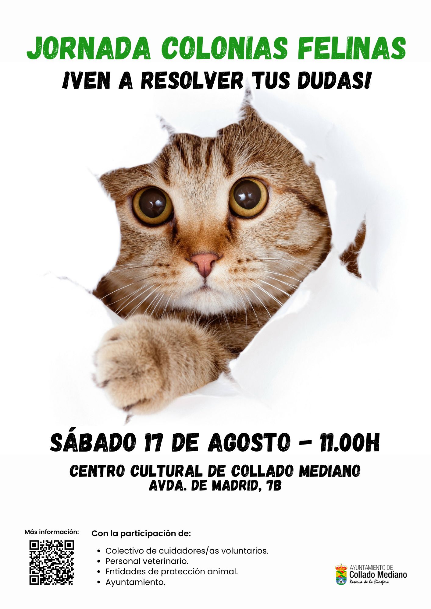 20240808 felinas