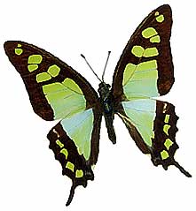 mariposas
