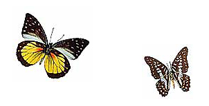 mariposas45