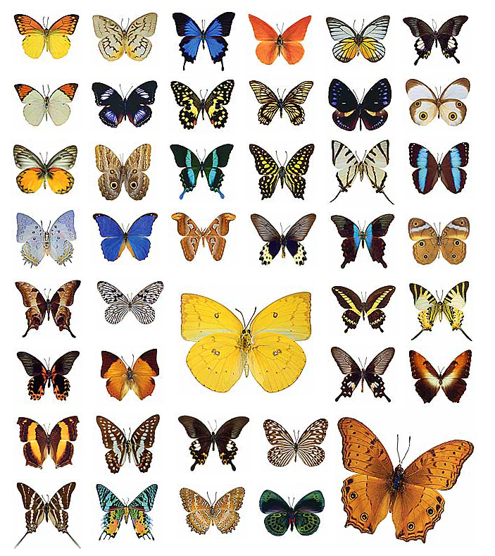 mariposas collado mediano